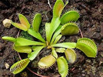 Red Catching Plant or Venus Fly Trap Insectivorous Plant Planting Seeds for Garden NON GMO Seeds Dhara Seeds