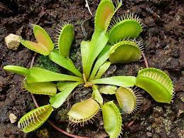 Red Catching Plant or Venus Fly Trap Insectivorous Plant Planting Seeds for Garden NON GMO Seeds Dhara Seeds