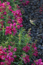 Penstemon Magenta Seeds