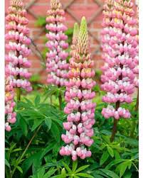 Russell Lupine Seeds - Chatelaine