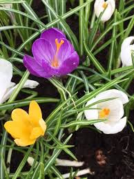 Crocus Seeds - Large Flowering Mix