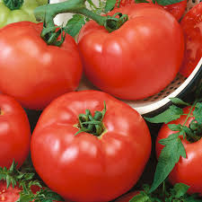 Tomato Seeds - Container Choice Red F1