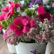 Malope Vulcan Seeds