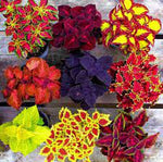 Mix Coleus Canina Plant Seeds for Planting - NON GMO Seeds Dhara Seeds