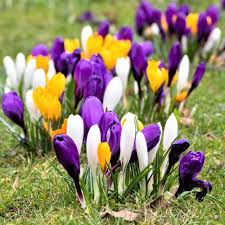 Crocus Seeds - Purple & White Mix