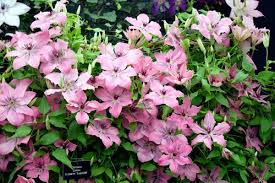 Clematis Sarah Elizabeth Seeds