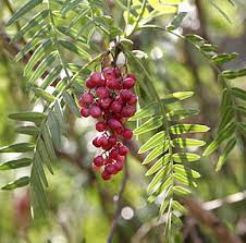 Schinus Molle Fruit Seeds for Planting - Ornamental Tree for Unique Fruits, heirloom & Non-GMO seeds