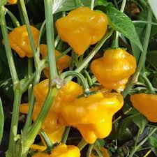 Hot Pepper Seeds - Jamaican Hot Yellow