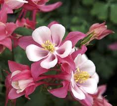 Columbine Seeds - Rose Star