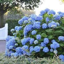 Endless Summer Hydrangea