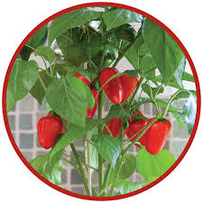 Sweet Pepper Seeds - Kitchen Minis 'Fresh Bites Red'