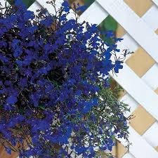 Regatta Mixture Lobelia Seeds