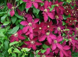 Clematis Ernest Markham Seeds