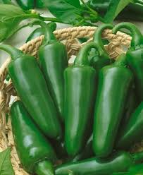 Hot Pepper Seeds - Jalapeno Tam