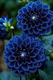 Blue Pompon Dahlia Flower Seeds for Planting - Heirloom and Non-GMO garden seeds Dhara Seeds