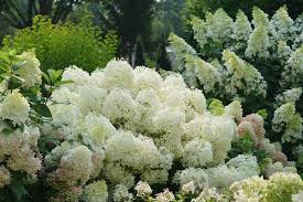 Hydrangea Puffer Fish Panicle Hydrangea