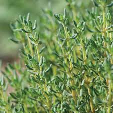 Organic Winter Thyme Seeds