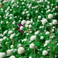 Globe Amaranth White