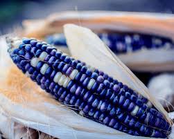 CORN SEEDS, HOPI TURQUOISE