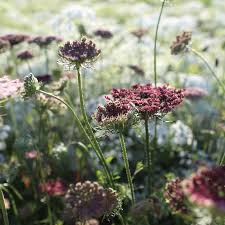 Queen Anne's Lace Seeds - Chocolate Lace Flower