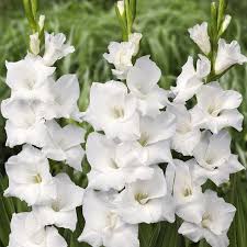 Gladiolus Flower Seeds - White Prosperity