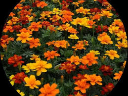 Disco Mix Marigold Seeds