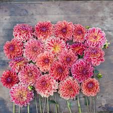 Dahlia Seeds (Decorative) - All That Jazz