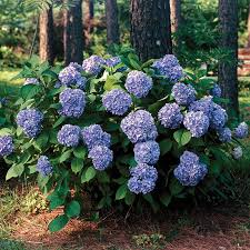 Hydrangea All Summer Beauty