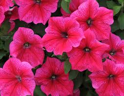 Cerise Pink Petunia Flower Seeds for Planting - Heirloom, NON-GMO, Easy to Grow Garden Blooms Dhara Seeds