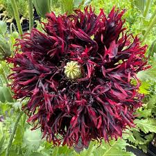 Poppy Black Swan Seeds