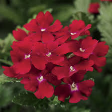 Obsession Red Hybrid Verbena Seeds