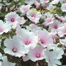 Lavatera Pink Blush Seeds