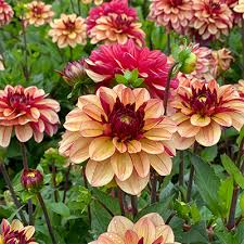 Dahlia Seeds (Decorative) - Creme de Cognac