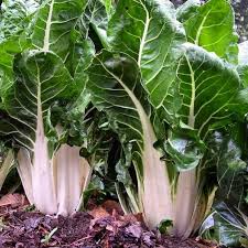 Swiss Chard Seeds - Large White Rib