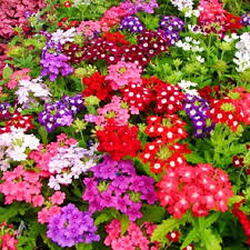 Obsession Mix Hybrid Verbena Seeds