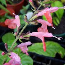 Salvia - Texas Sage Brenthurst Pink Seeds