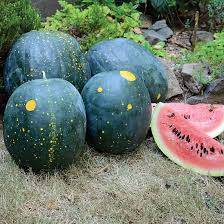 Watermelon Seeds - Moon & Stars