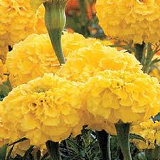 Park's Whopper Yellow Marigold Seeds