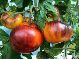Brandywine Tomato Seeds for Planting, Red and Yellow