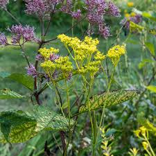 Golden Lace Seeds