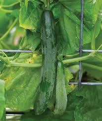 Cucumber Seeds - Sweet Success