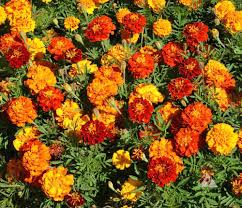 Sparky Mix Marigold Seeds