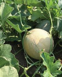 Divergent Organic Melon Seed