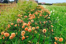 Dahlia Seeds (Pompon) - Bantling