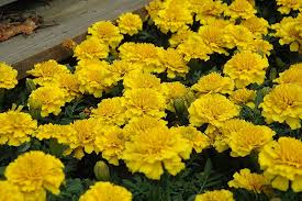 Janie Yellow Marigold Seeds