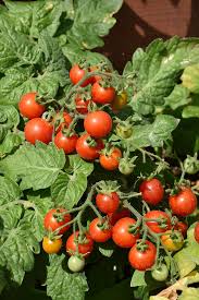 Tomato Seeds - Kitchen Minis 'Siam'