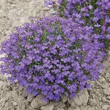 Crystal Palace Lobelia Seeds