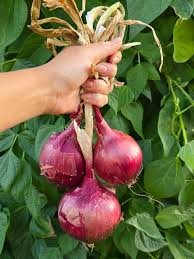 Onion Seeds (Short Day) - Red Grano