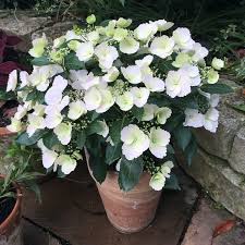 Hydrangea FAIRYTRAIL BRIDE Cascade