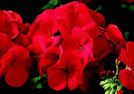 Deep Red Hybrid Geranium Seeds